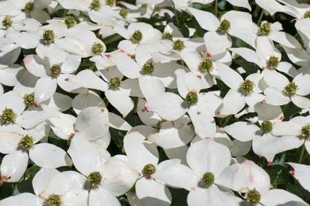 Dogwood in bloom in The Apenheul, Apeldoorn in the Netherlands.の写真素材