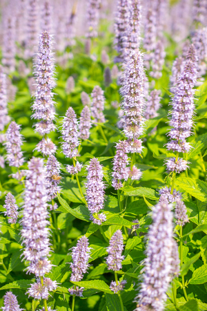 Agastache Blue Fortune or Giant Hysso flowers.の写真素材