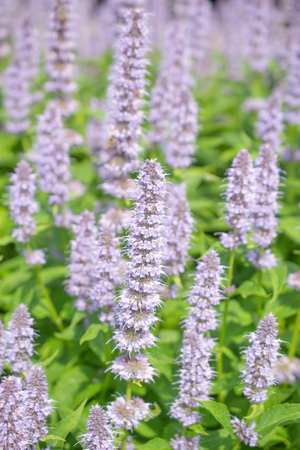 Agastache Blue Fortune or Giant Hysso flowers.の写真素材