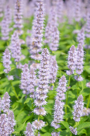 Agastache Blue Fortune or Giant Hysso flowers.の素材 [FY31061843530]