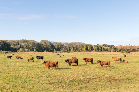 Scottish highlanders in nature Lentevreugd in Wassenaar, Netherlands.の写真素材