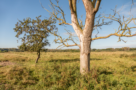 Landscape with a dead tree in nature Lentevreugd in Wassenaar, Netherlands.の写真素材