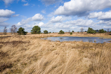 Swamp on the heath in Elspeet in the Netherlands.の写真素材
