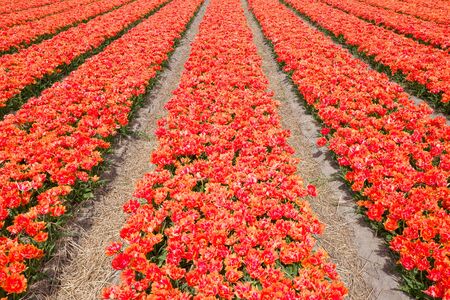 Bulbs field in Wassenaar in the Netherlands.の写真素材