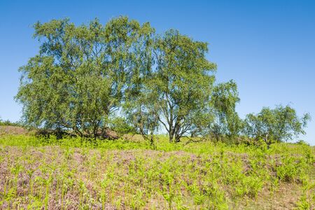 Birch trees in the Amsterdam water abstraction dunes in De Zilk in The Netherlands.の写真素材