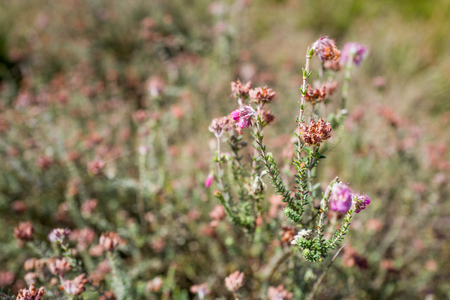 Heath plants, Erica Tetralix, in the Nationaal Park Hoge Veluwe, Netherlands.の写真素材