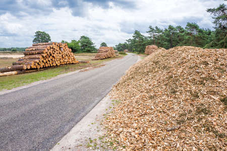 Wood pile and chopped wood in the National Park Hoge Veluwe, Netherlands.の写真素材