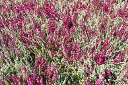 Calluna Vulgaris plants in an De Bosrand store in Wassenaar, Netherlands.の写真素材
