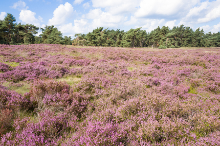 Heathland with pine trees in the Nationaal Park Hoge Veluwe, Netherlands.の写真素材