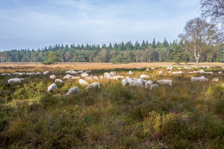 Sheeps on the Elspeter heather  in the Netherlands.の写真素材