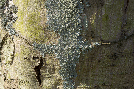 Beech tree bark with crust moss in a park in Leidschendam, Netherlands.