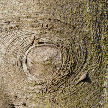 Beech tree bark in a park in Leidschendam, Netherlands.の写真素材
