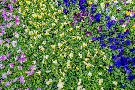 Viola plants at De Bosrand garden center in Wassenaar, Netherlands.の写真素材