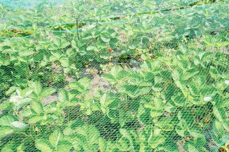 Strawberry plants under a protective net in the organic vegetable garden Groentenhof in Leidschendam, Netherlands.の写真素材