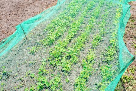 Plants under a protective net in an organic vegetable garden.