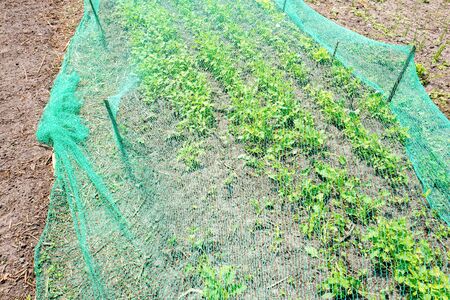 Plants under a protective net in an organic vegetable garden.の写真素材