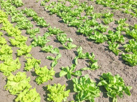 Lettuce and endive plants in an organic vegetable garden.の写真素材