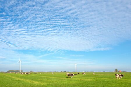 Pasture by Lemmer with windmills in Friesland, Netherlands.の写真素材