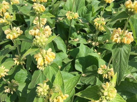 Phlomis Russelliana plants flowering in Duivenvoorde, Voorschoten, Netherlands.の写真素材