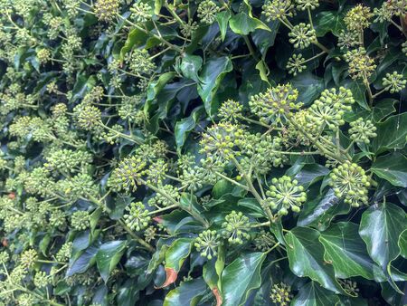 Hedera helix plants flowering in Wassenaar, Netherlands.の写真素材