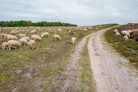 Sheeps on the elspeter heath in Elspeet, Netherlands.の写真素材