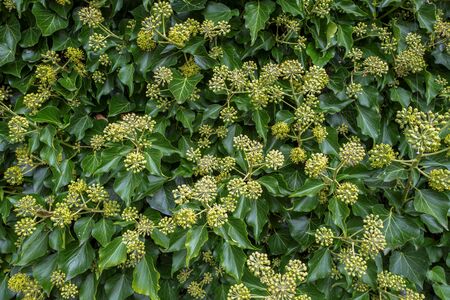 Hedera helix plants flowering in Wassenaar, Netherlands.の写真素材