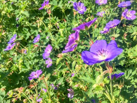 Geranium Rosanne plants flowering in Duivenvoorde in Voorschoten, Netherlands.の写真素材