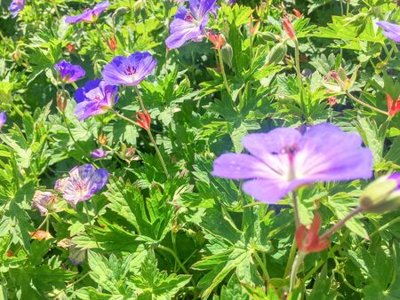 Geranium Rosanne plants flowering in Duivenvoorde in Voorschoten, Netherlands.の写真素材