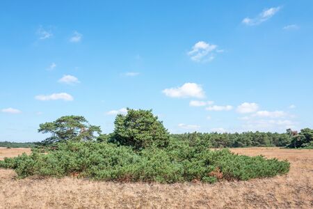 Pine tree on the National Park Hoge Veluwe, Netherlands.の写真素材
