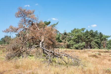 Dead pine tree on the National Park Hoge Veluwe, Netherlands.