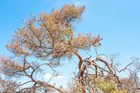 Dead pine tree on the National Park Hoge Veluwe, Netherlands.の写真素材