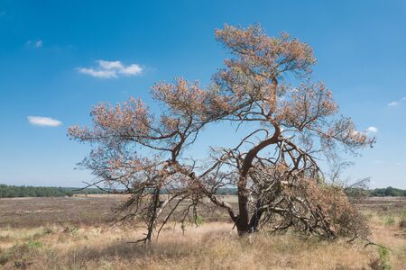 Dead pine tree on the National Park Hoge Veluwe, Netherlands.の写真素材