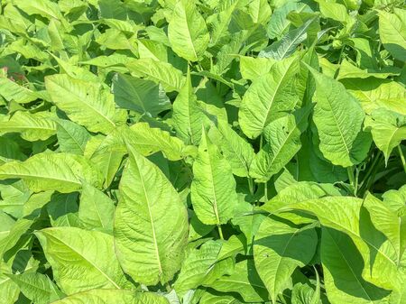 Leaves of Persicaria or Knotweed in Duivenvoorde estate in Voorschoten in the Netherlands.の写真素材