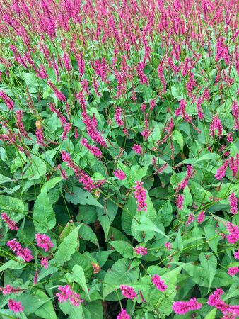 Flowers of Persicaria or Knotweed in Duivenvoorde estate in Voorschoten in the Netherlands.の写真素材