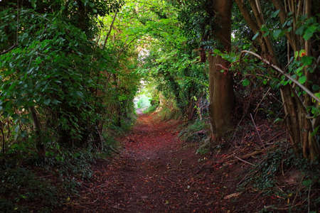 Forest path in Streatleyâs Chalk Grasslandsの写真素材