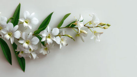 Dendrobium Orchid creeping along the edge of a clean white minimalist background elegant premium flowers with vibrant green leaves overhead flat lay photography top down view soft natural shadows horizontal composition abundant copy space premium stock photo quality no people no text no logo