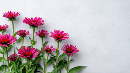 Echinacea arranged on a pristine white minimalist background bold exotic tropical flowers with glossy green leaves overhead flat lay photography top down view sharp botanical details horizontal composition abundant copy space premium stock photo quality no people no text no logo