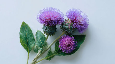 Thistle arranged on a pristine white minimalist background bold exotic tropical flowers with glossy green leaves overhead flat lay photography top down view sharp botanical details horizontal composition abundant copy space premium stock photo quality no people no text no logo 1