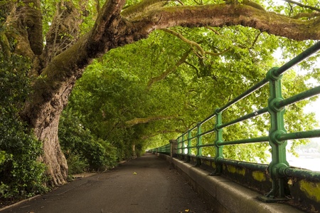 An alley in spring along the river Thames in Fulham, Londonの写真素材