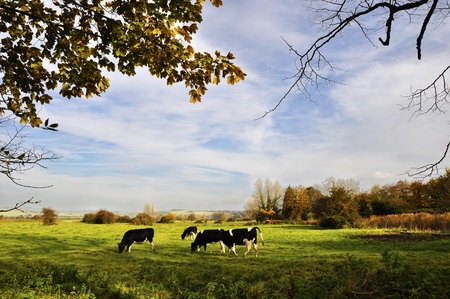 Cows in a meadow in fallの写真素材