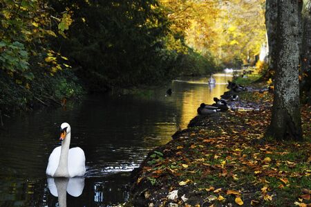 A swan on a river in autumnの写真素材