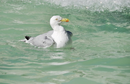 A seagull swimming on clear waterの写真素材