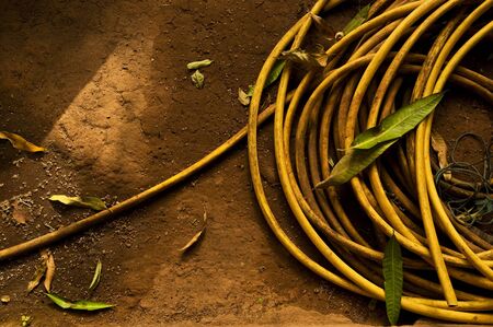 A yellow garden hose, soil backgroundの写真素材