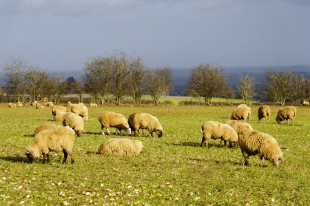 Sheeps in a field in England, winter seasonの写真素材