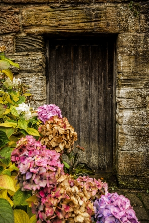 Antique wooden door and pink hortensiaの写真素材