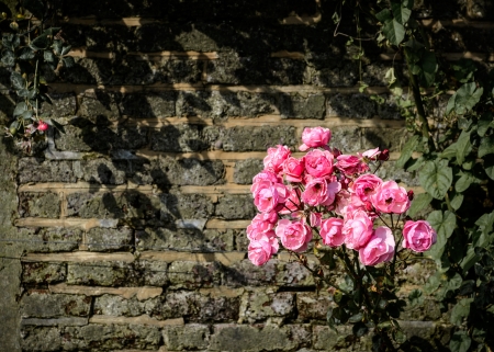 Pink roses in a garden, brick wall の写真素材