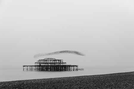 Flock of starlings flying over the west pier in Brighton, UKの写真素材