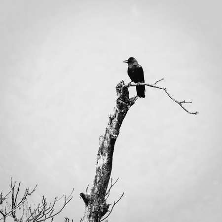 A crow bird on a dead treeの写真素材