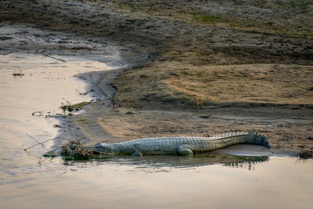 A gharial or fish-eating crocodile in Chitwan, Nepal