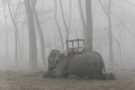 Domesticated elephant lying down, foggy morning in Chitwan, Nepal